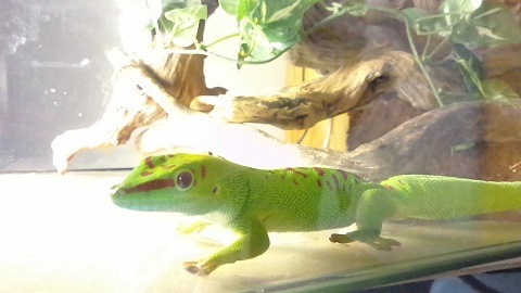 ヒルヤモリ2IMG_0008