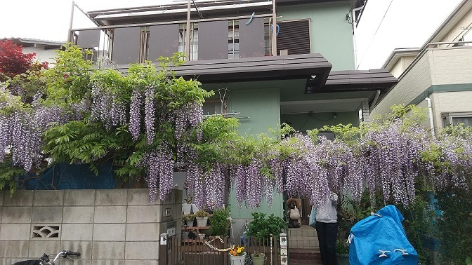 藤の花 全体