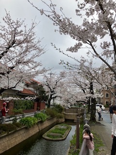 桜2