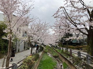 桜3