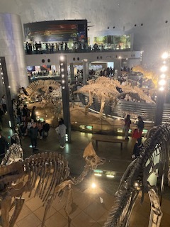 恐竜博物館2