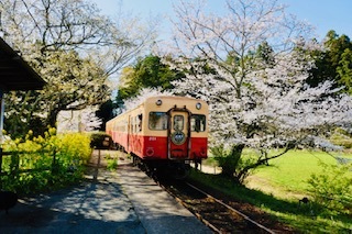 桜1