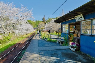 桜3