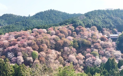 中西奈良吉野山、一目千本1