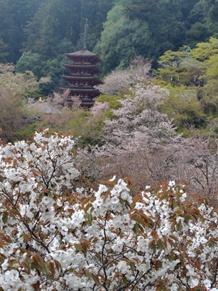 中西奈良長谷寺
