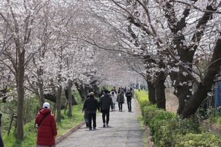 堀海老川桜1