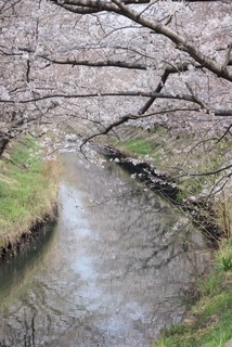 堀海老川桜2