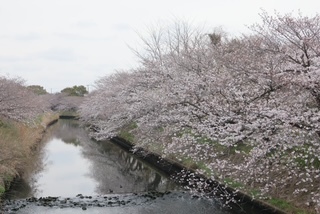 堀海老川桜3