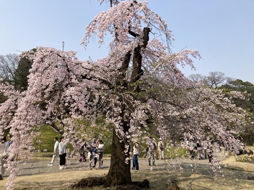 澤部小石川後楽園枝垂桜