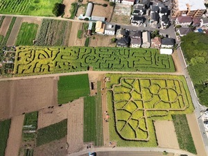 織戸菜園のんびりお花つみ体験2