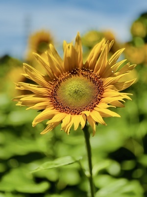 織戸菜園のんびりお花つみ体験1